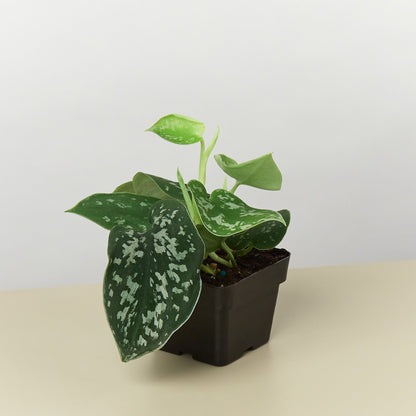 Pothos Satin indoor plant in black pot with green leaves and silver marbling on Tampa Home & Garden Store
