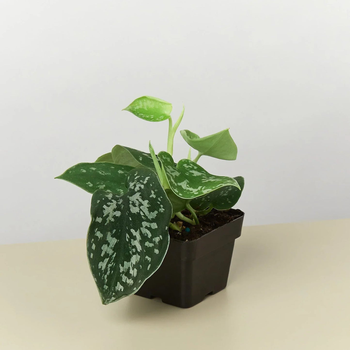 Velvet Forest pothos houseplant in a black pot with variegated green leaves on Tampa Home & Garden Store
