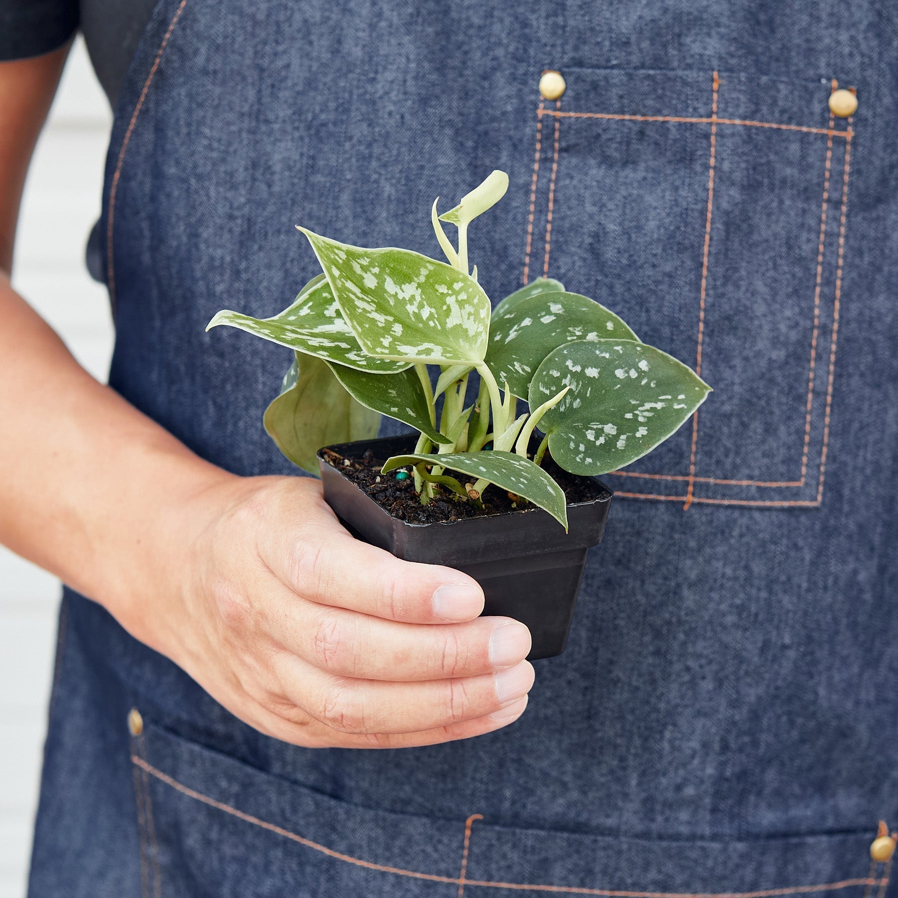 Pothos Satin indoor plant with green and white variegated leaves in a black plastic pot on Tampa Home & Garden Store