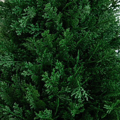 3' UV Resistant Artificial Cedar Plant with Integrated Ground Stake (Indoor/Outdoor) - Set of 2 - Tampa Home & Garden Store