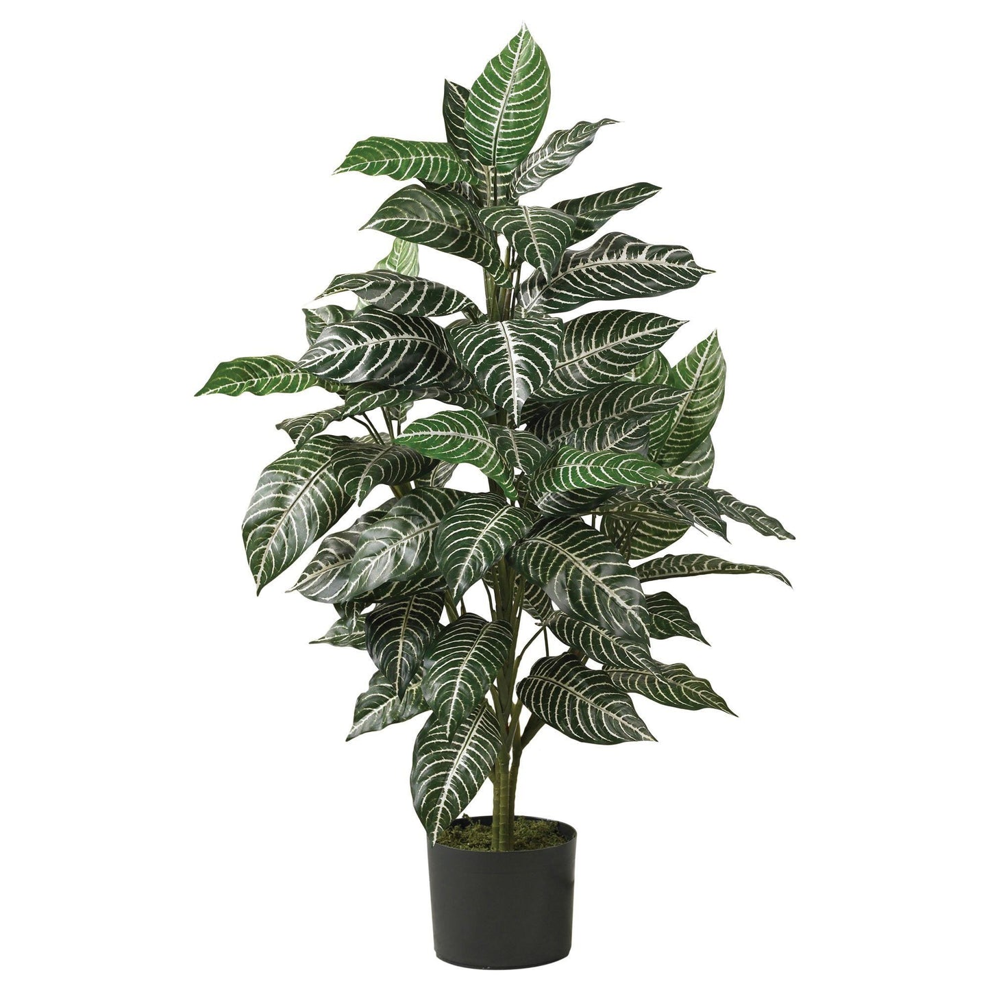 3' Zebra Silk Plant - Tampa Home & Garden Store