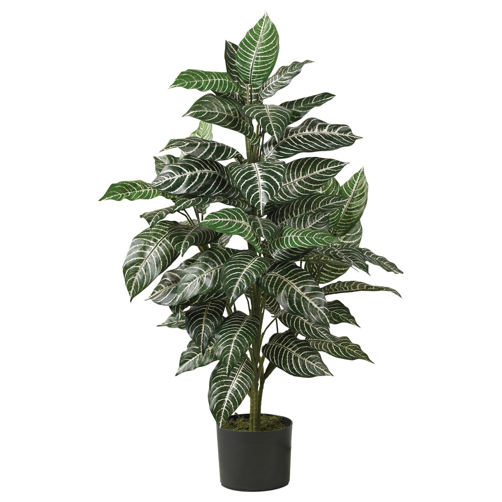 3' Zebra Silk Plant - Tampa Home & Garden Store