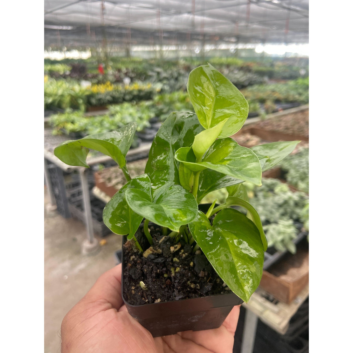 Pothos Global Green indoor plant with glossy green leaves in a small pot House Plant Shop on Tampa Home & Garden Store