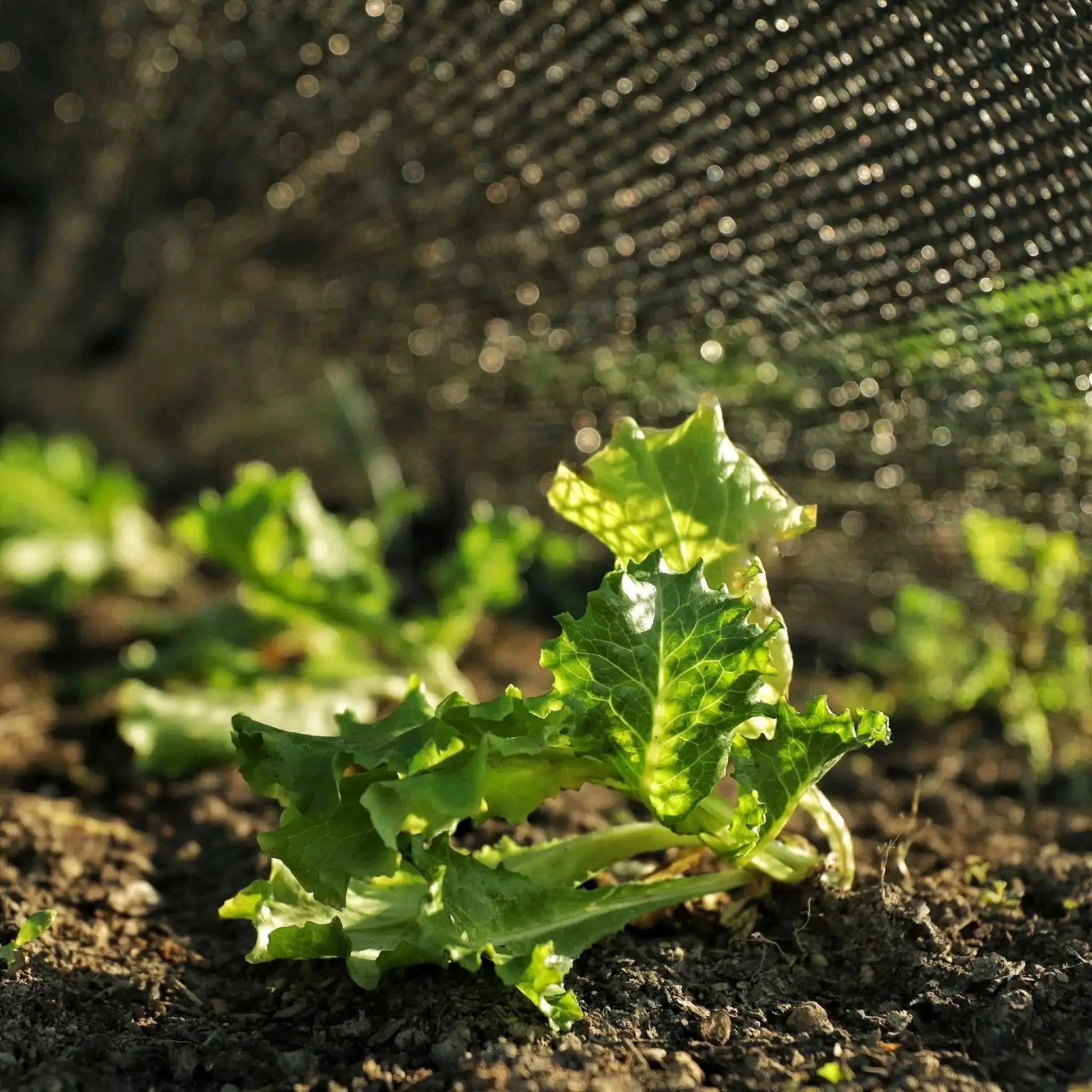 30% Greenhouse Shade Cloth | Black Shade Cloth for Greenhouse - Tampa soil911.com