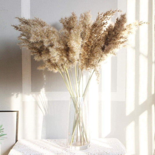 Natural dried pampas grass stems in clear vase beige fluffy plumes on Tampa Home & Garden Store
