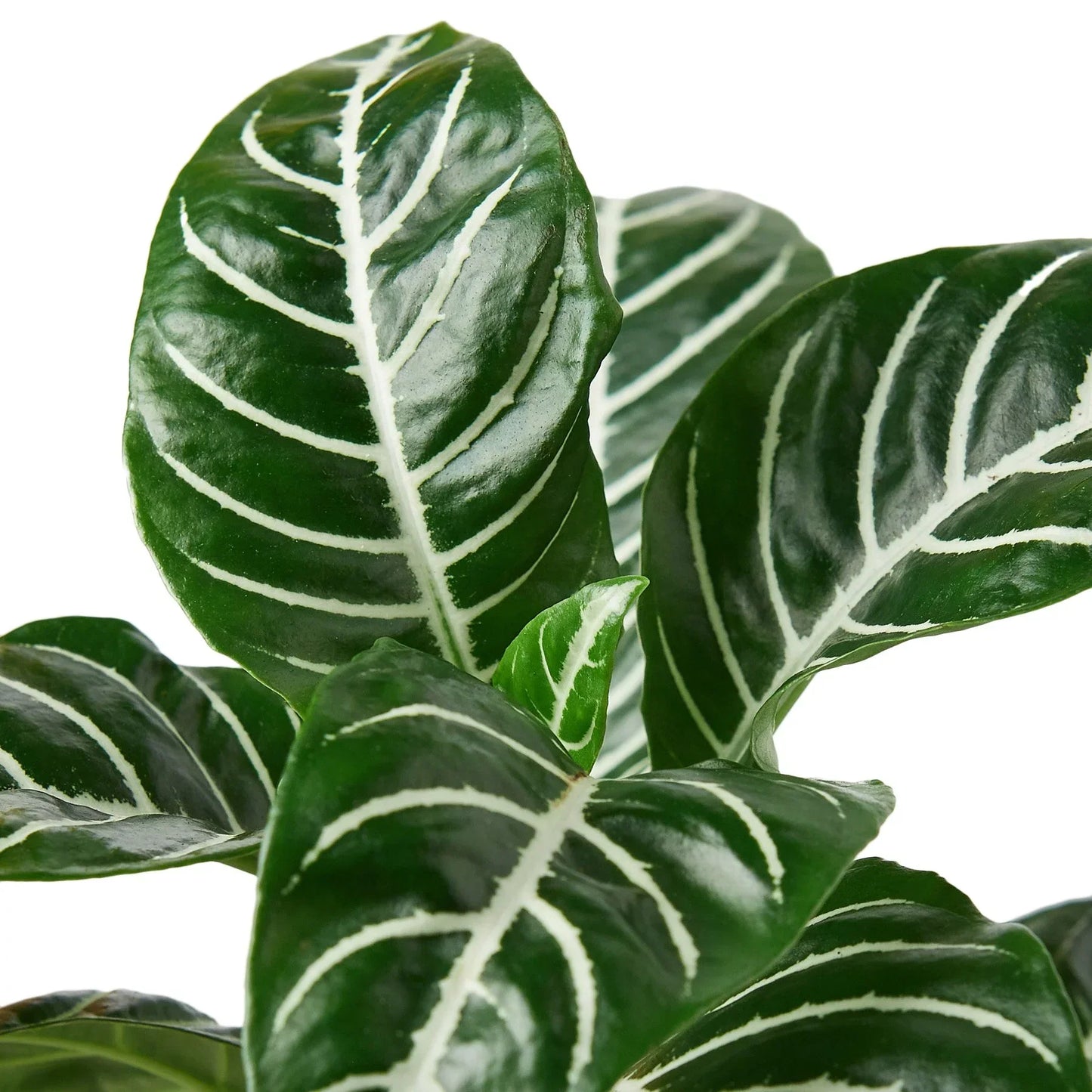 Zebra Aphelandra indoor plant leaves with white veins green foliage Rooted Treasures Farms on Tampa Home & Garden Store