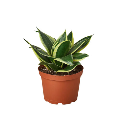 Snake Plant Black Gold indoor plant with green leaves and yellow edges in a terracotta pot on Tampa Home & Garden Store