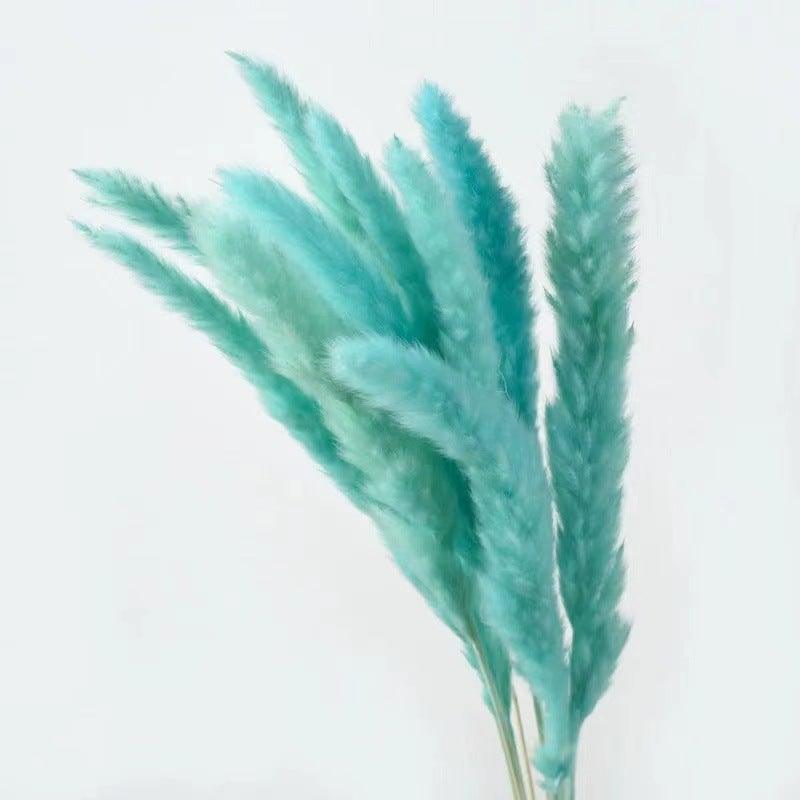 Natural dried pampas grass stems teal by Stevvex for home decor on Tampa Home & Garden Store