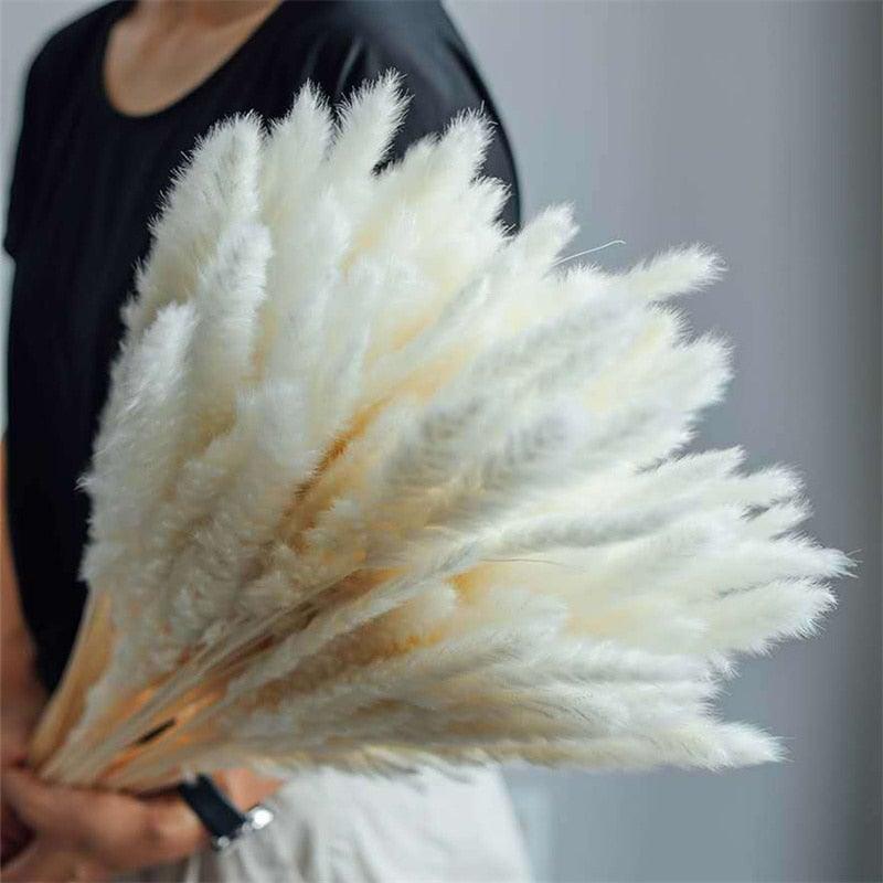 Natural dried pampas grass stems, white fluffy plumes, Stevvex ST50DE8591JNS dried flowers on Tampa Home & Garden Store