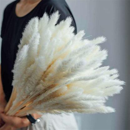 Natural dried pampas grass stems, white fluffy plumes, Stevvex ST50DE8591JNS dried flowers on Tampa Home & Garden Store