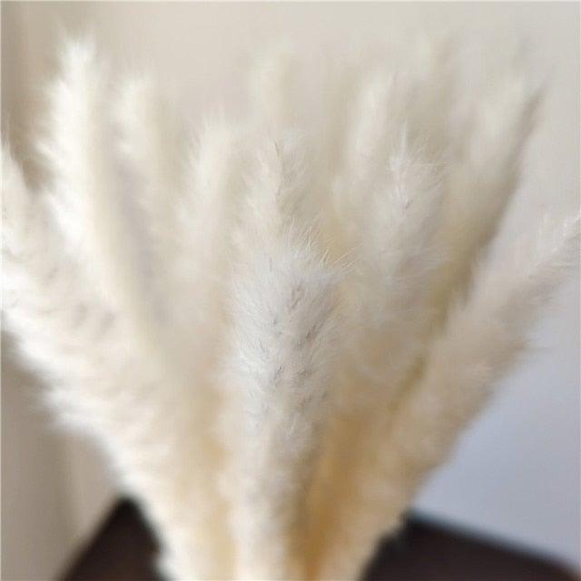 Natural Dried Pampas Grass Stems in soft white Stevvex dried flowers on Tampa Home & Garden Store