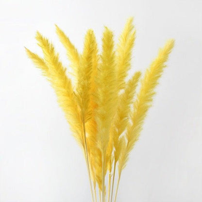 Stevvex natural dried pampas grass stems in yellow, fluffy plume decor for modern interiors on Tampa Home & Garden Store