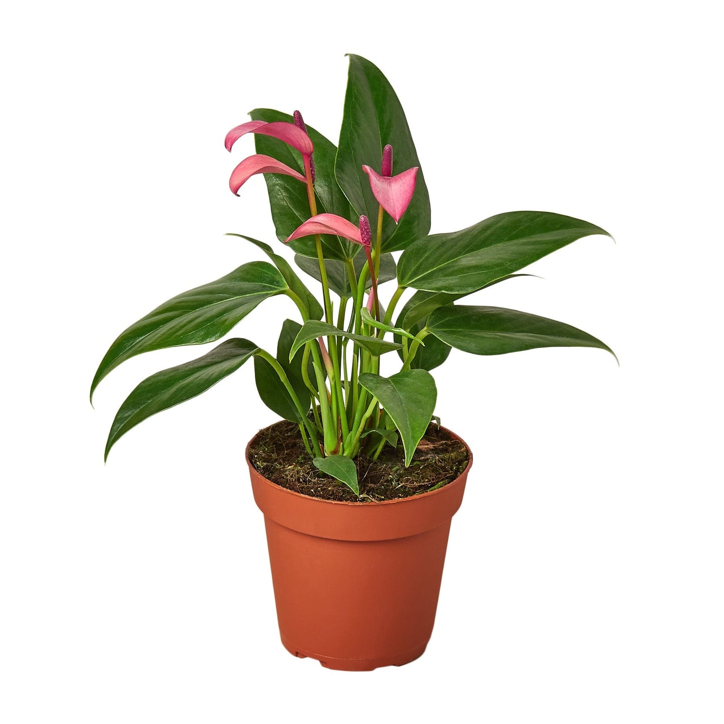 Anthurium Purple 4in plant from Rooted Treasures Farms with pink spathes and glossy leaves on Tampa Home & Garden Store