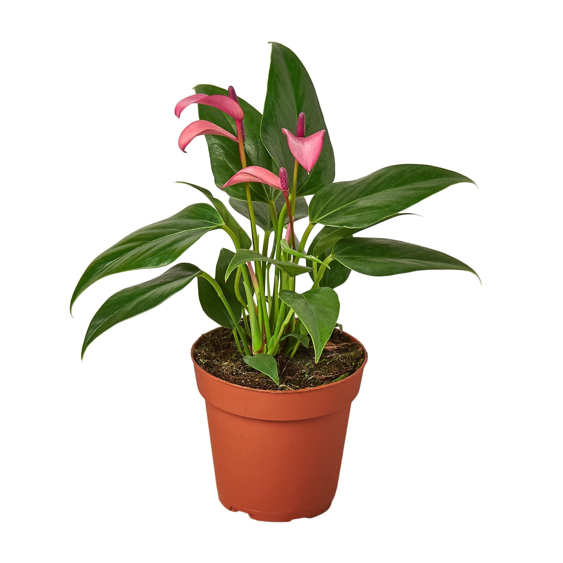 Anthurium Purple 4in plant from Rooted Treasures Farms with pink spathes and glossy leaves on Tampa Home & Garden Store