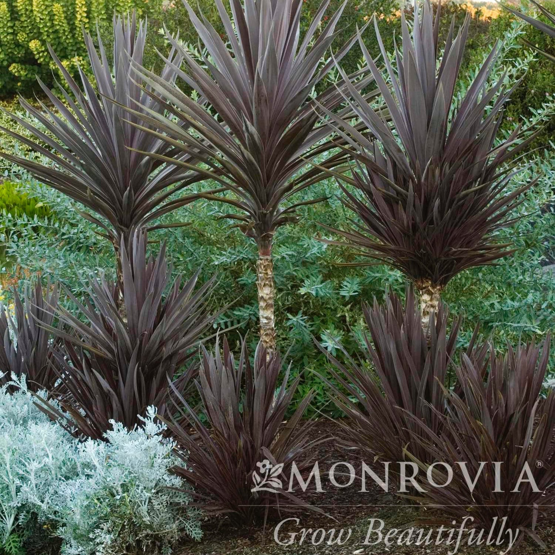 Bauer's Cordyline plant with dark purple sword-shaped leaves in clumps Live Good Logistics on Tampa Home & Garden Store