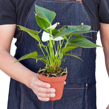 Anthurium White indoor plant by Rooted Treasures Farms with white blooms in a terracotta pot on Tampa Home & Garden Store
