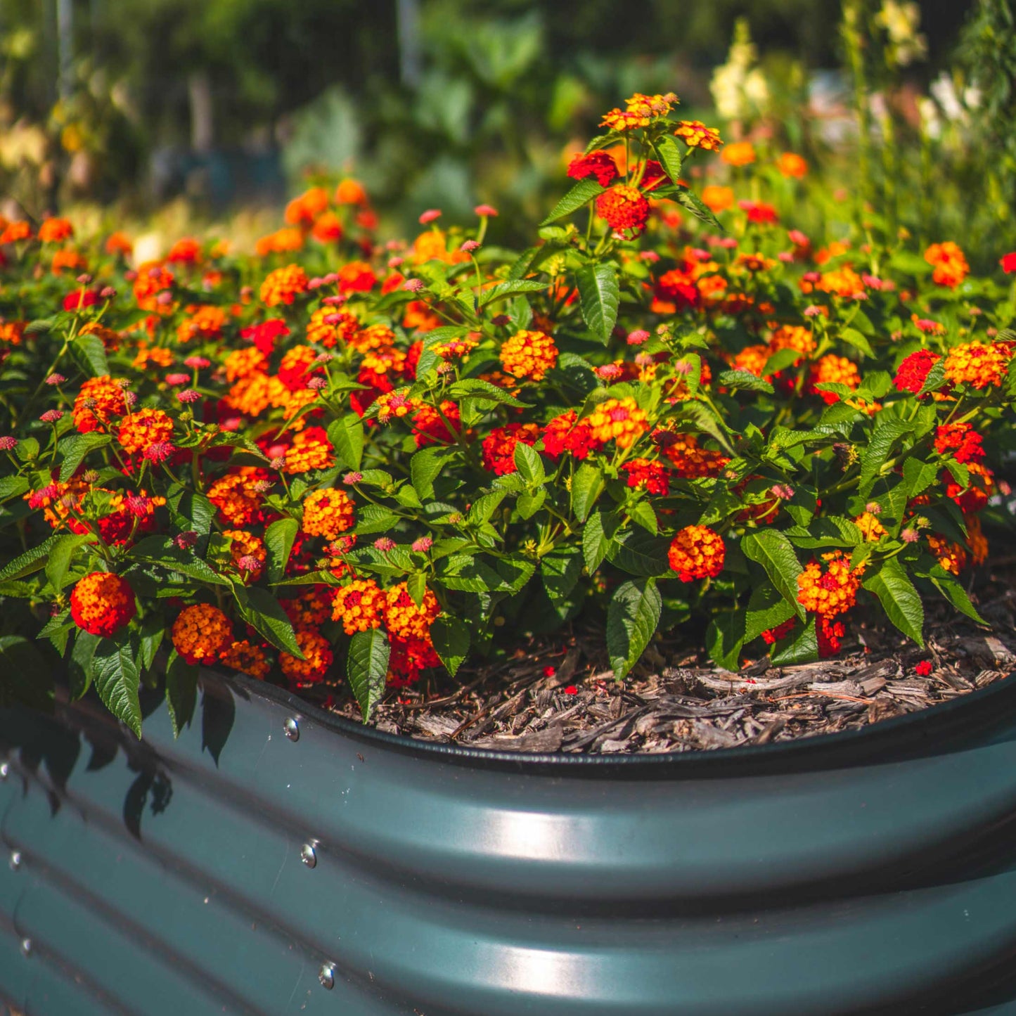 32" Tall Midsize Raised Garden Bed 6 in 1 Modular Metal - Tampa Home & Garden Store