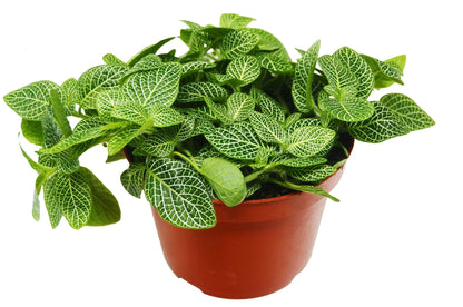 Fittonia White Nerve Plant 4in pot with white-veined green leaves Rooted Treasures Farms on Tampa Home & Garden Store
