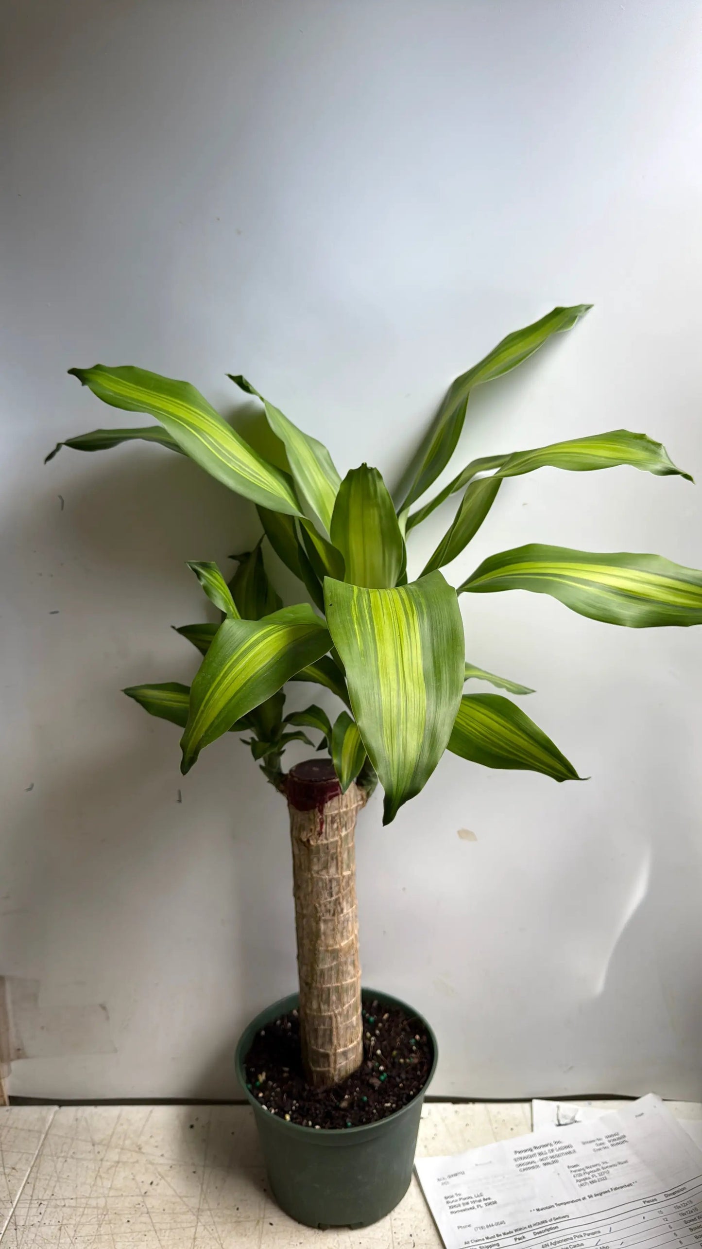 Brazilian Lucky Wood Dracaena Massangeana Plant