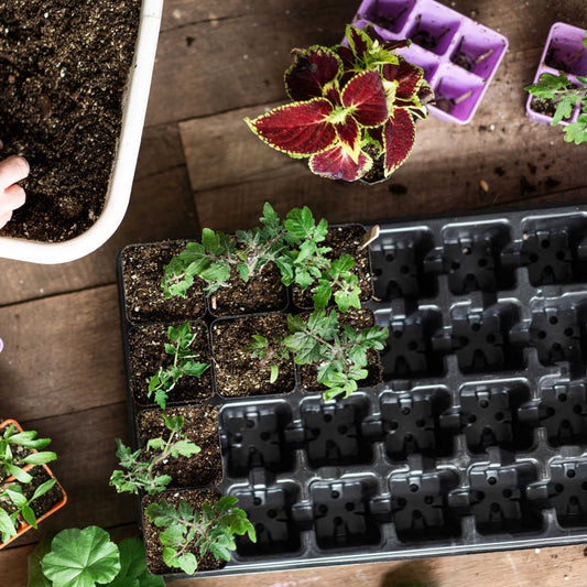 32 Cell Seed Tray Cell Plug Tray with Inserts