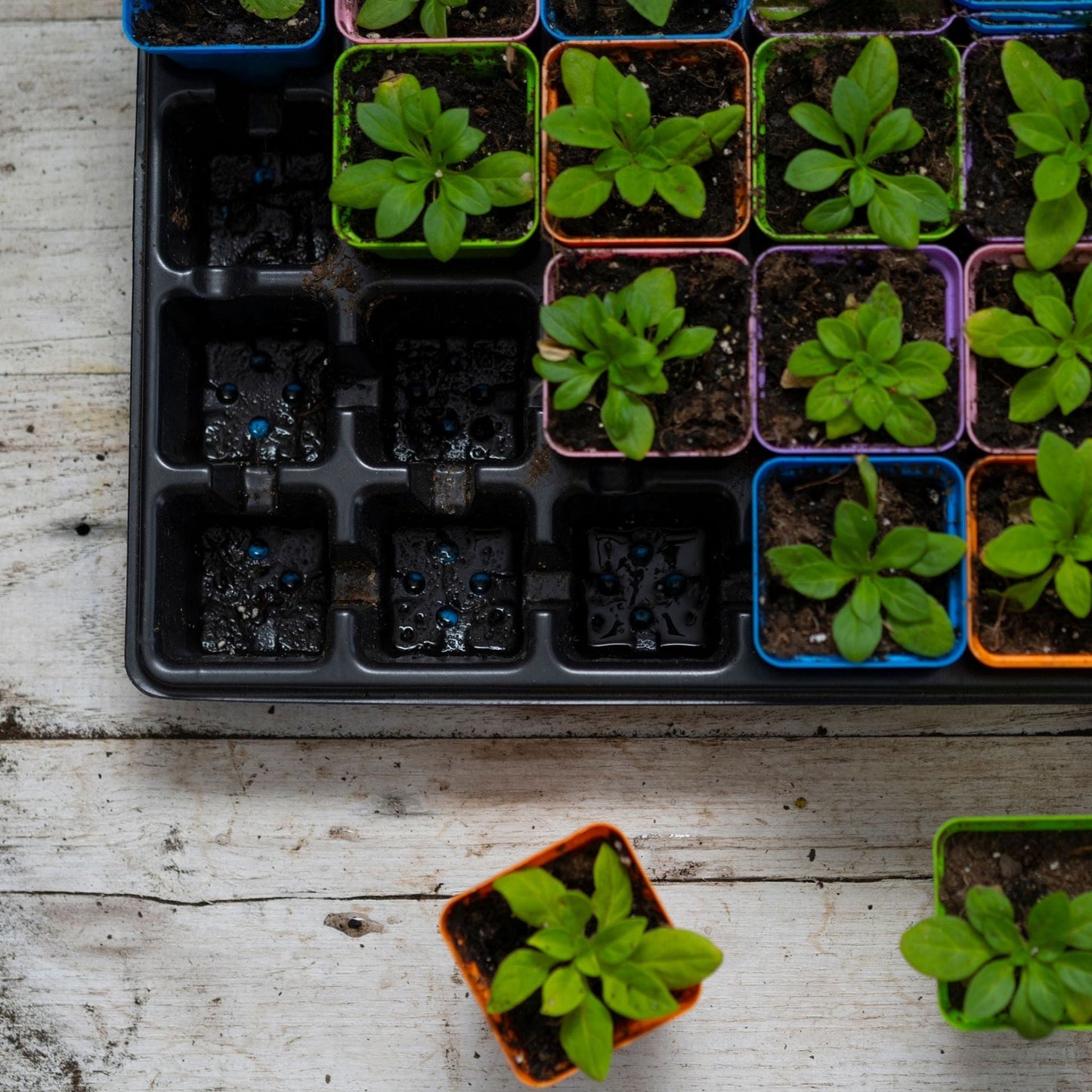 32 Cell Seed Tray Cell Plug Tray with Inserts