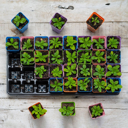 32 Cell Seed Tray Cell Plug Tray with Inserts