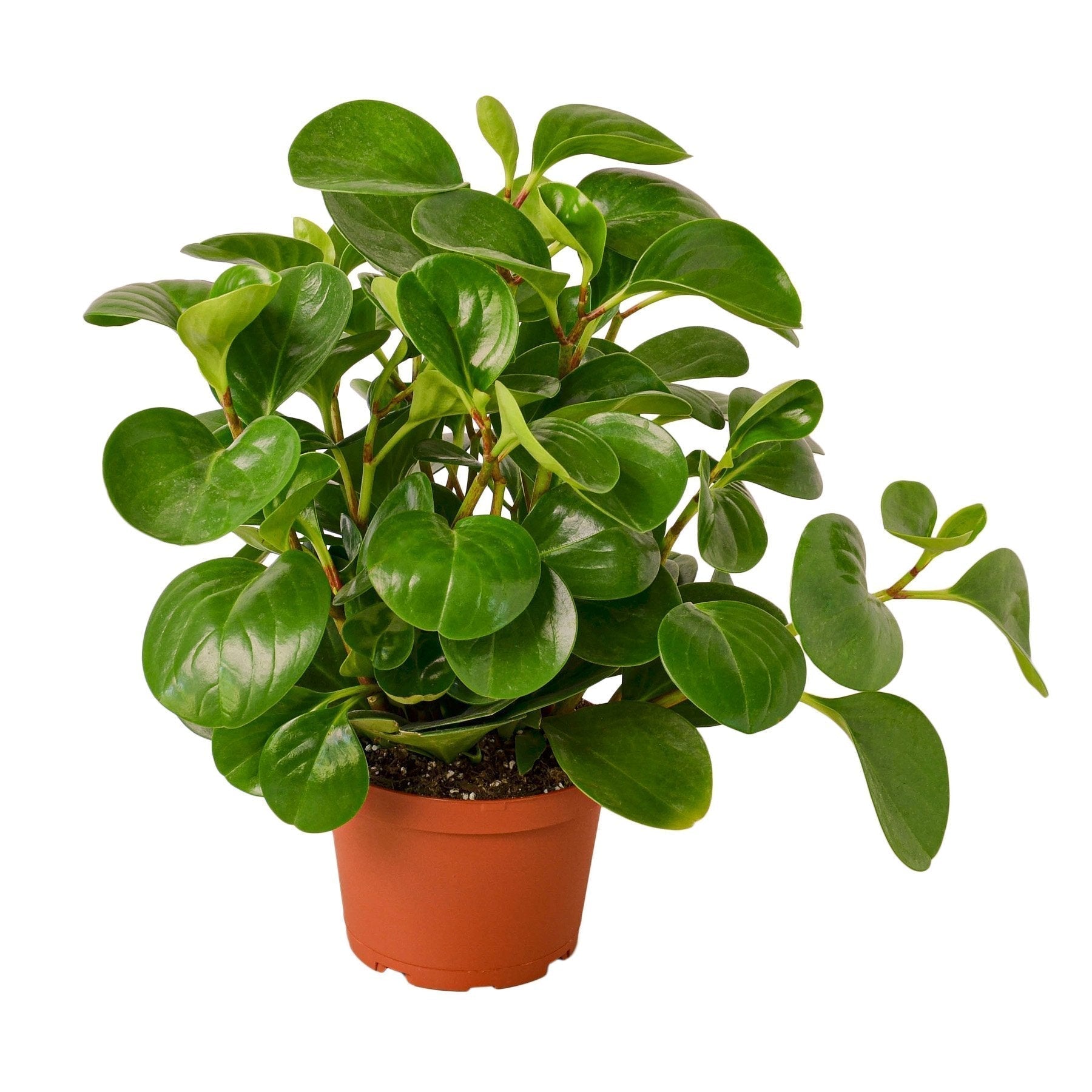 Peperomia Thailand plant in 6-inch nursery pot with glossy green leaves Rooted Treasures Farms on Tampa Home & Garden Store