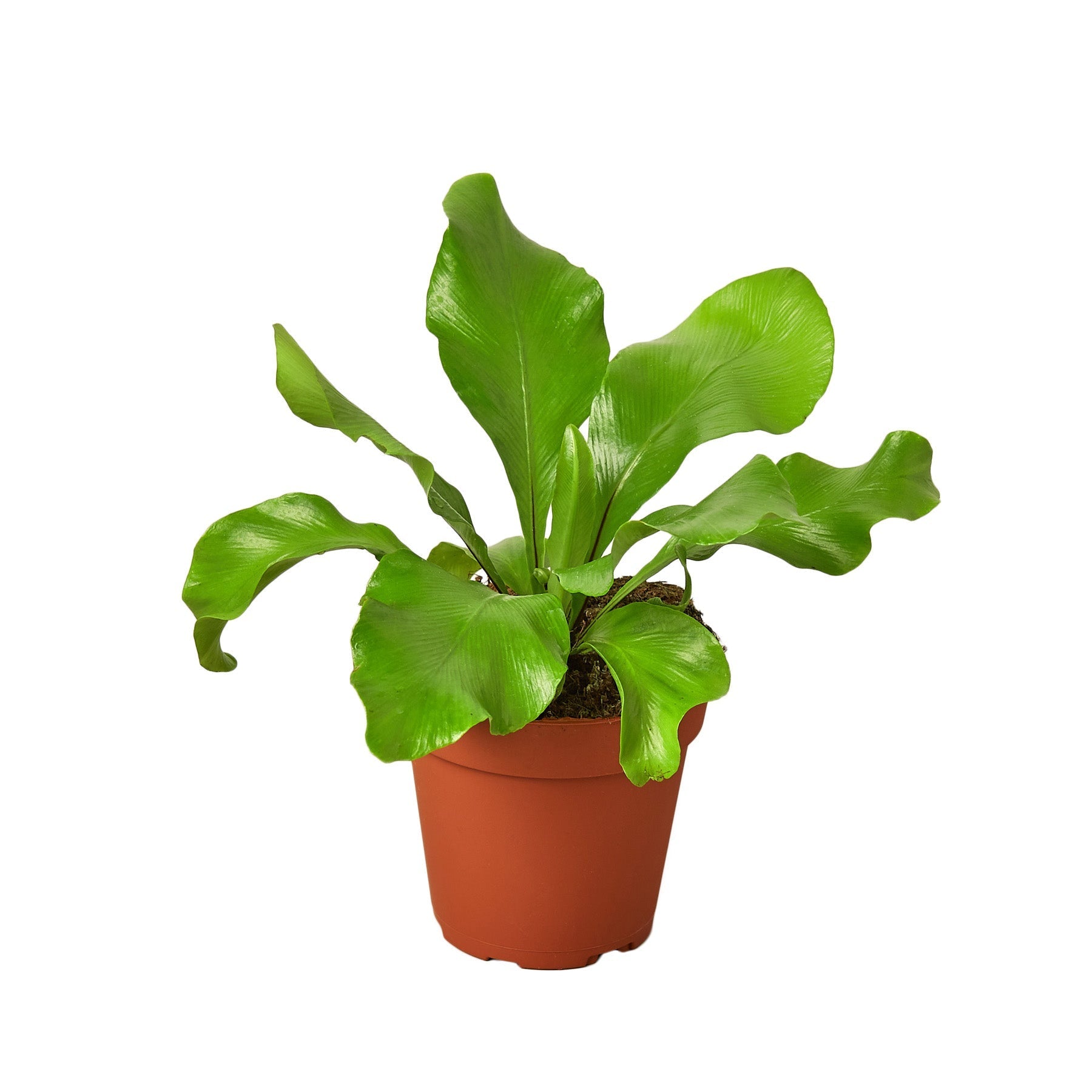 Bird's Nest Nidus Fern indoor plant in a terracotta pot with lush glossy green leaves on Tampa Home & Garden Store