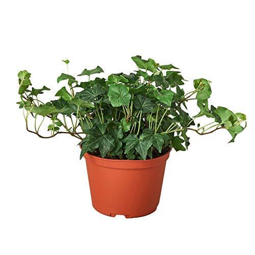 English Ivy indoor plant by Rooted Treasures Farms in a terracotta pot with trailing vines on Tampa Home & Garden Store