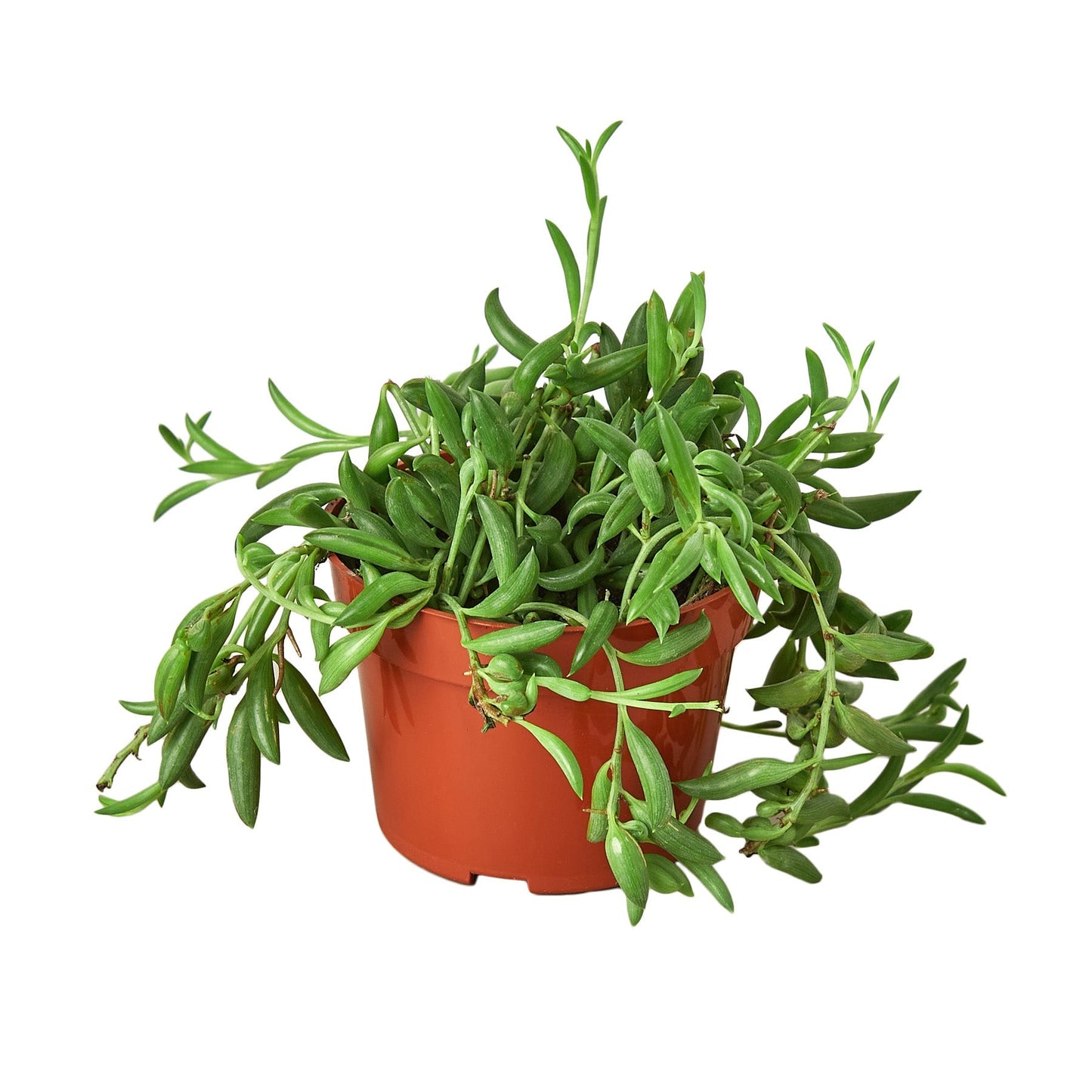 String of Bananas succulent with lush trailing green leaves in a terracotta pot on Tampa Home & Garden Store