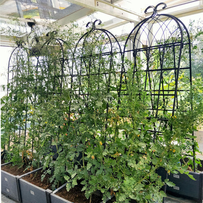 Metal Trellis For Climbing Plants And Vines