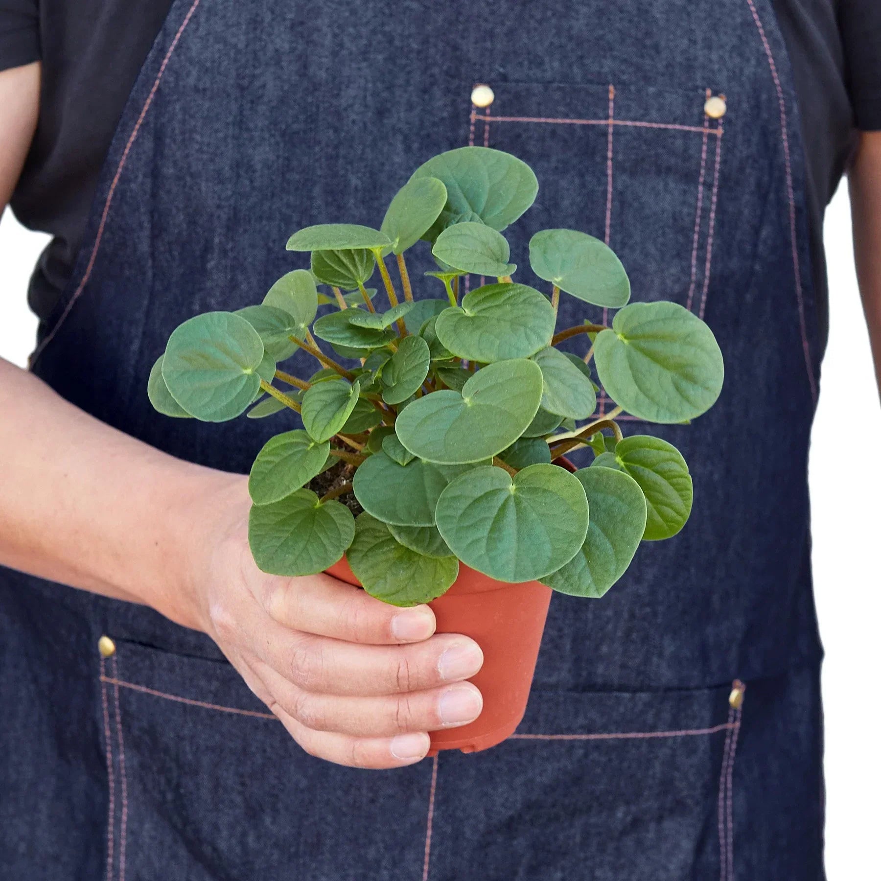 Peperomia Rana Verde indoor plant in terracotta pot with green leaves, Rooted Treasures Farms on Tampa Home & Garden Store