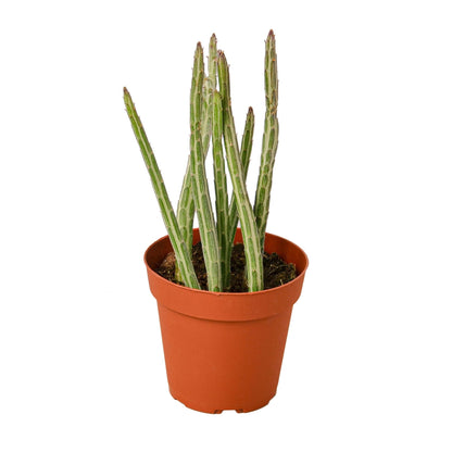 Senecio Stapeliiformis Pickle Plant, 4-inch green succulent with striped stems on Tampa Home & Garden Store