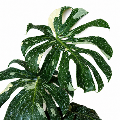 Monstera Thai Constellation
