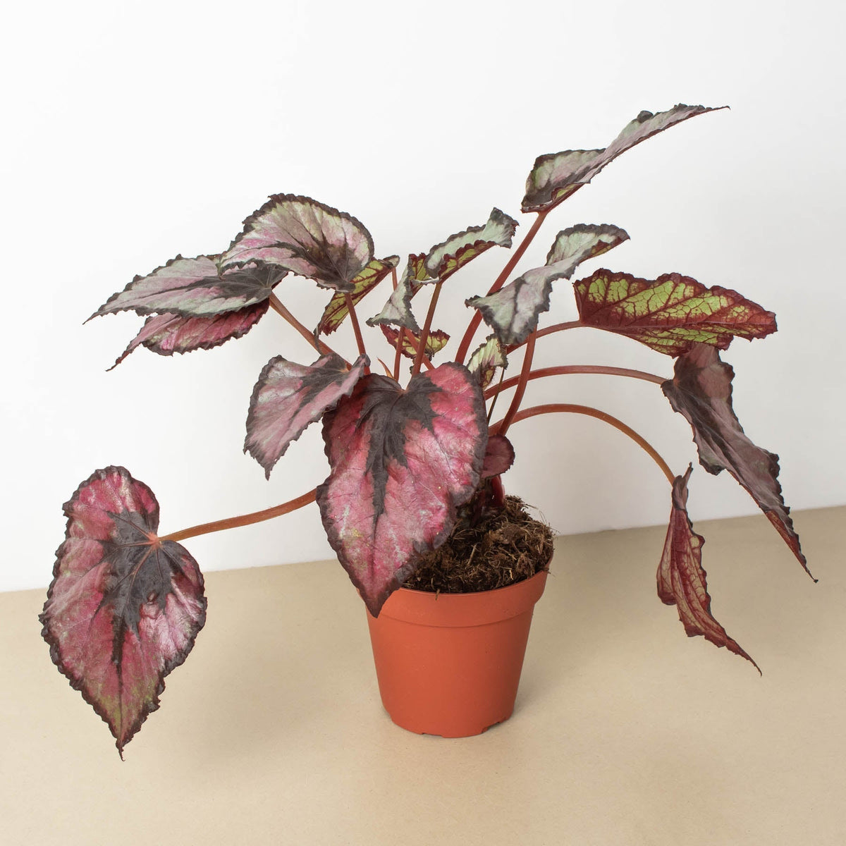 Begonia Rex indoor plant in a 4-inch terracotta pot with pink-maroon leaves and green veining, House Plant Shop on Tampa Home & Garden Store