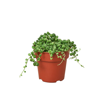 Succulent String of Pearls trailing bead leaves along vines in terracotta pot, vibrant green Rooted Treasures Farms on Tampa Home & Garden Store