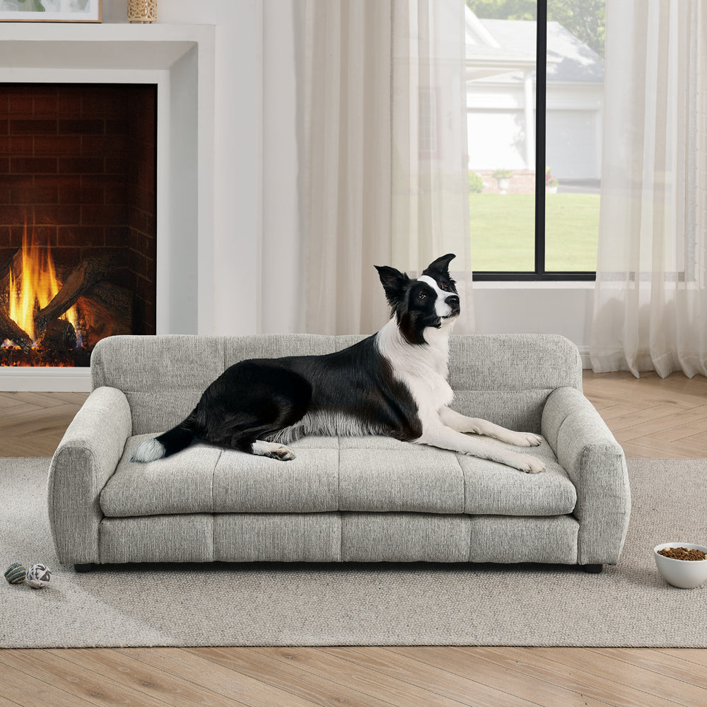 Pet Bed by HouseOfZazla: Border Collie resting on a gray sofa in a bright living room on Tampa Home & Garden Store