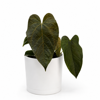 Anthurium Queen of Hearts Plant Indoor Decor