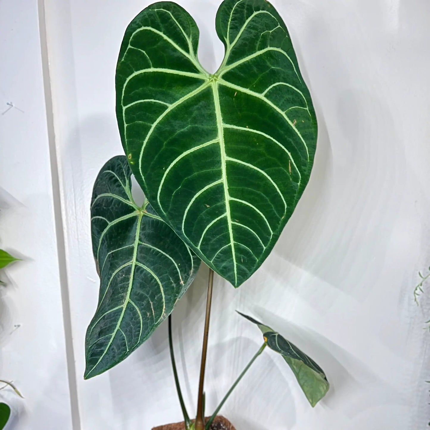 Anthurium Regale Plant with Large Heart Leaves