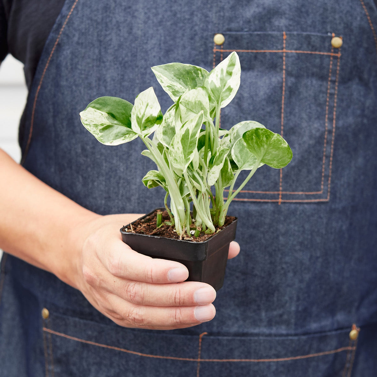 Pothos N'joy indoor plant in a black square pot with green and cream variegated leaves on Tampa Home & Garden Store