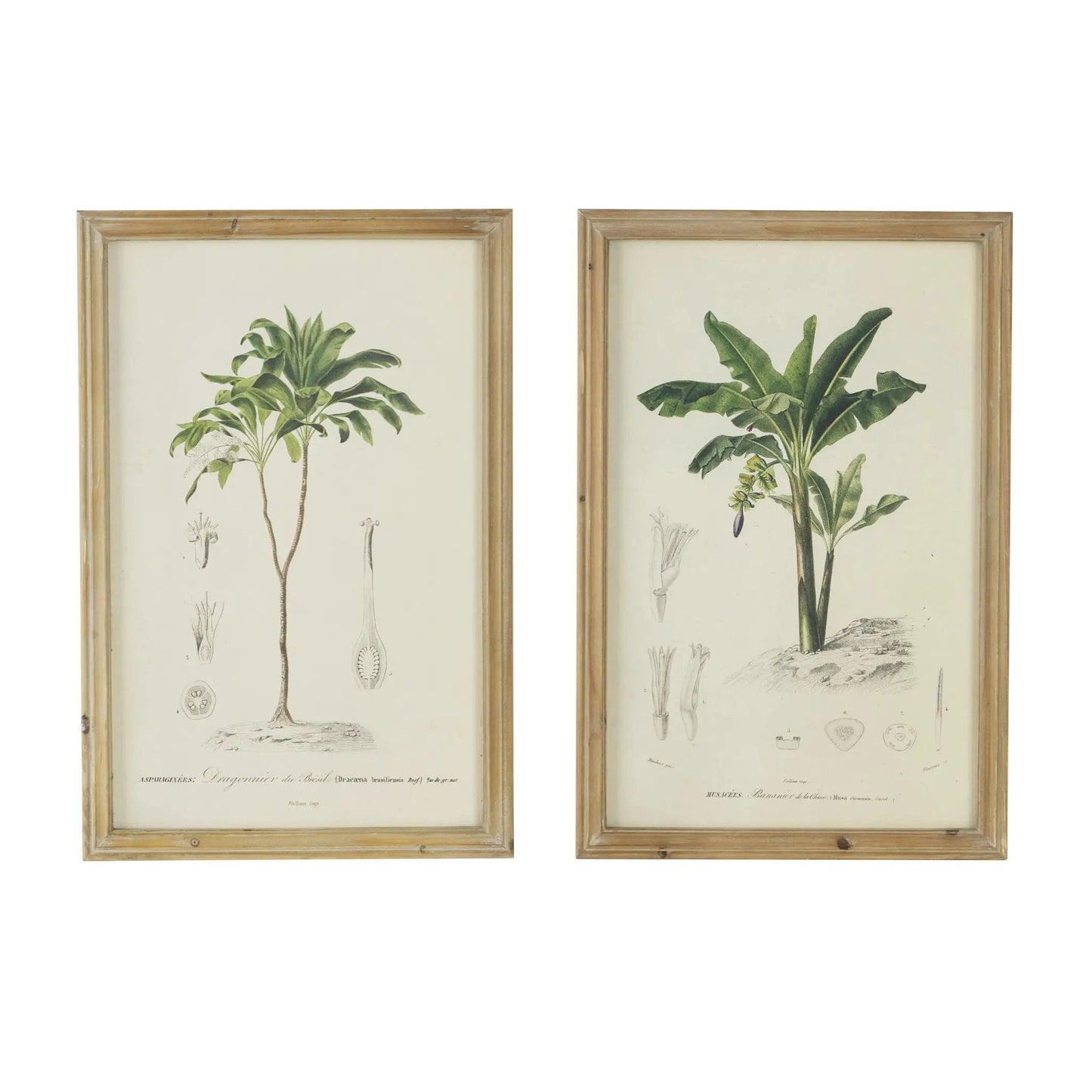 Tree framed print set of 2 with multicolor botanical illustrations in light wood frames on Tampa Home & Garden Store