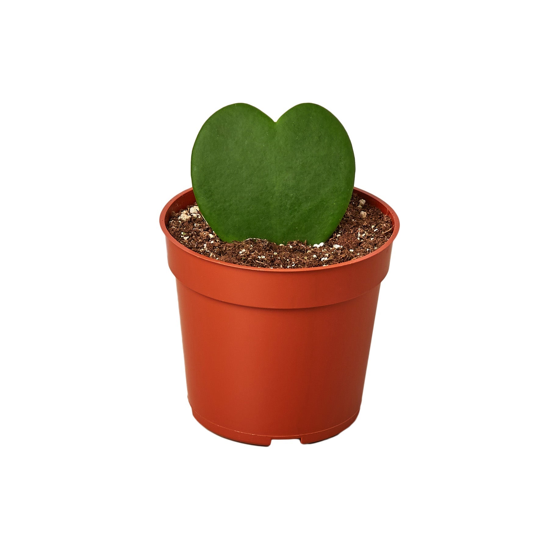 Hoya Sweetheart 4-inch plant in a red plastic pot by Rooted Treasures Farms on Tampa Home & Garden Store