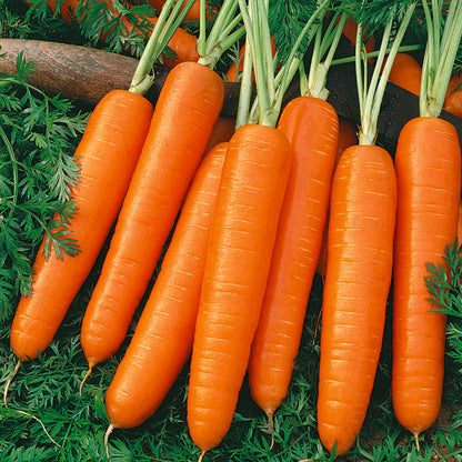 Scarlet Nantes carrot roots with green tops arranged in a row on Tampa Home & Garden Store