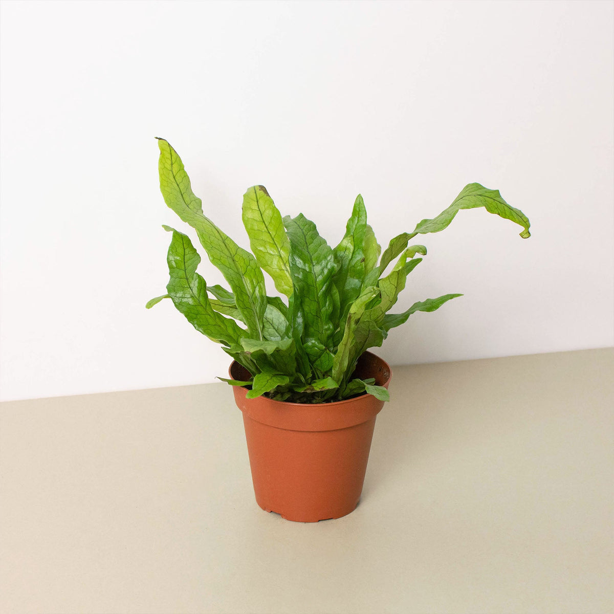 Fern Crocodile indoor plant with bright green leaves in a terracotta pot on Tampa Home & Garden Store
