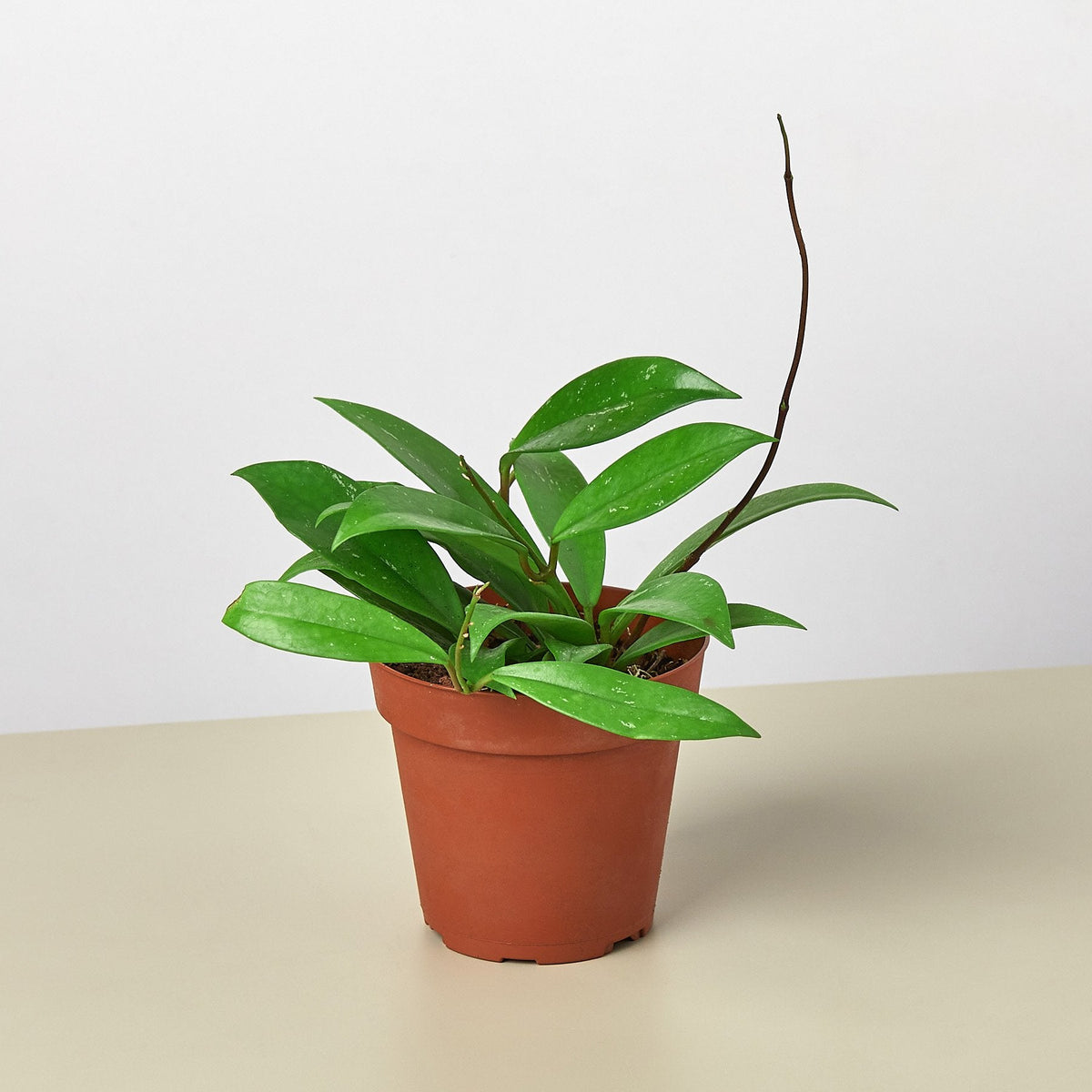 Hoya Publicalyx indoor plant with glossy green leaves in a terracotta pot on Tampa Home & Garden Store