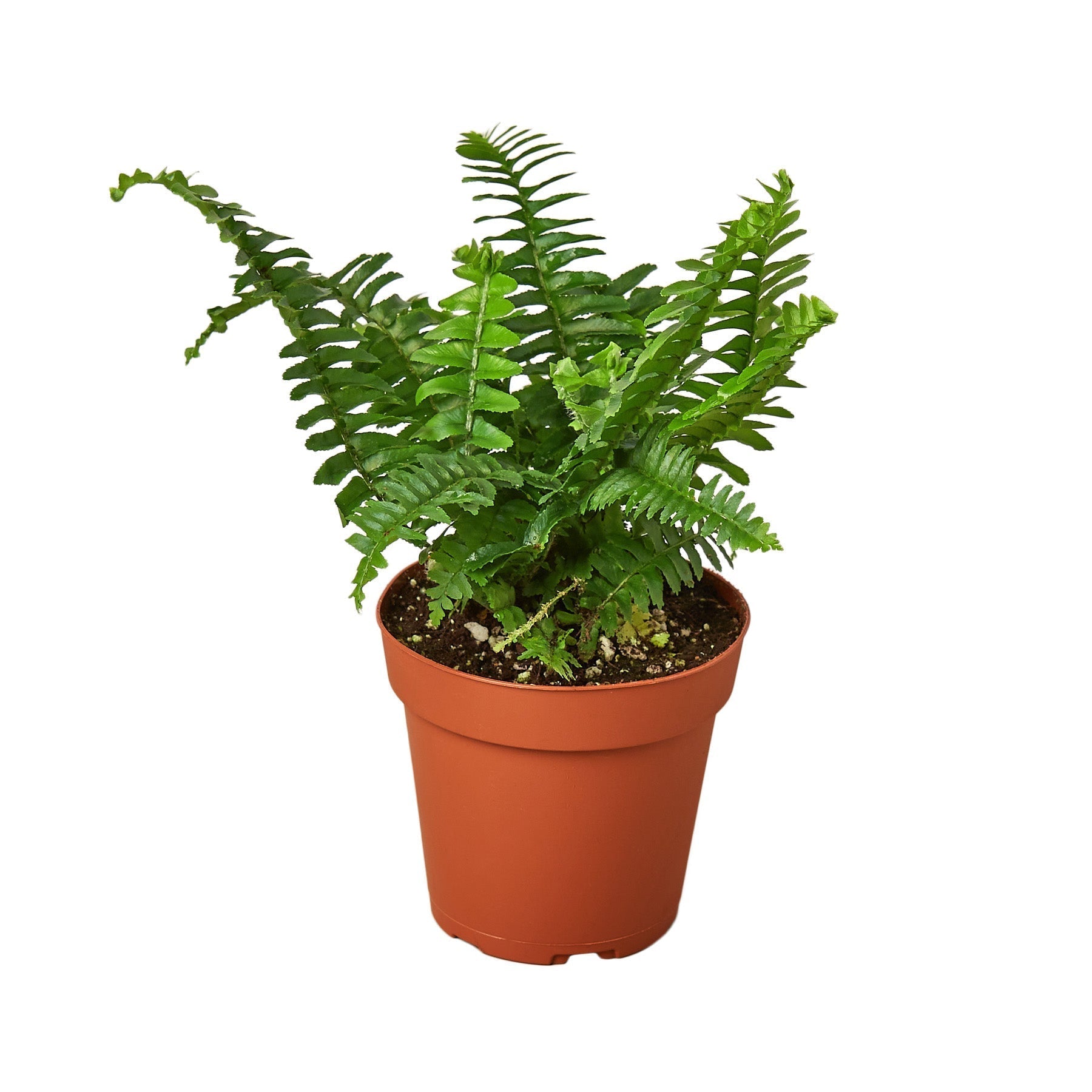 Jester's Crown Fern indoor potted houseplant with bright green fronds from House Plant Shop on Tampa Home & Garden Store