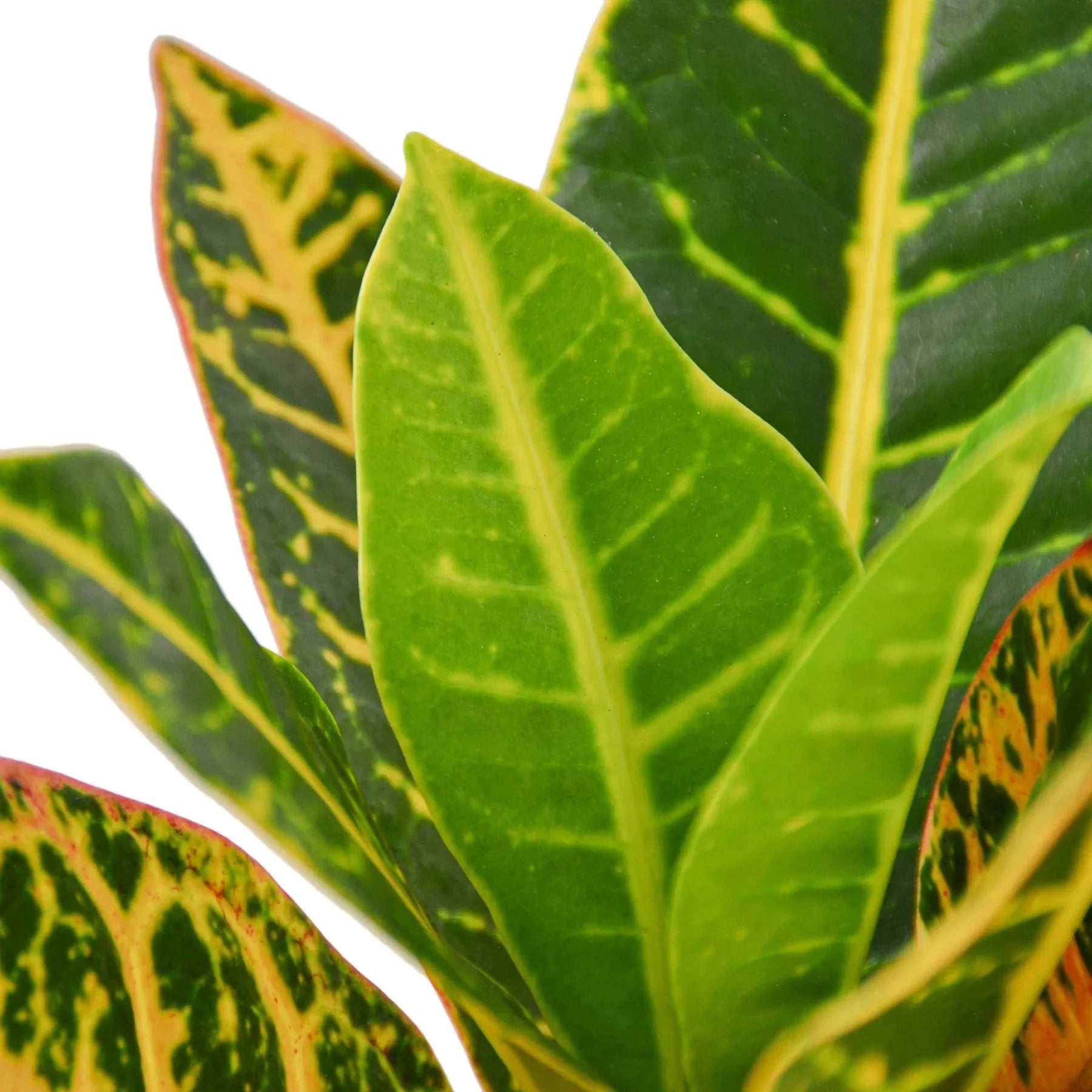 Croton Petra Josephs Coat indoor plant with green leaves, yellow variegation, red margins on Tampa Home & Garden Store