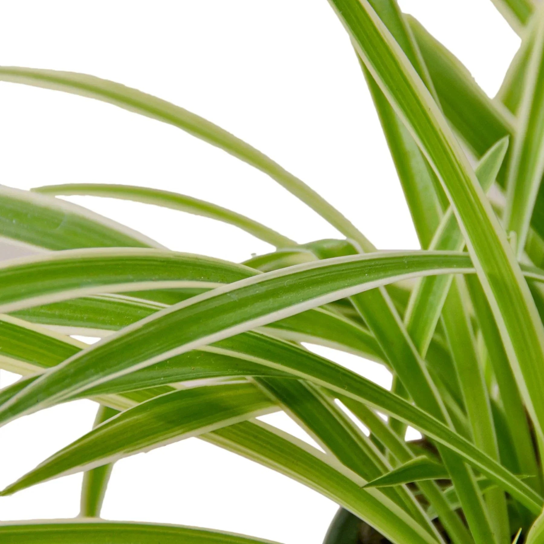 Reverse Spider Plant variegated green leaves with white margins in a pot on Tampa Home & Garden Store