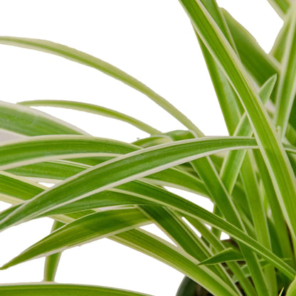 Reverse Spider Plant variegated green leaves with white margins in a pot on Tampa Home & Garden Store