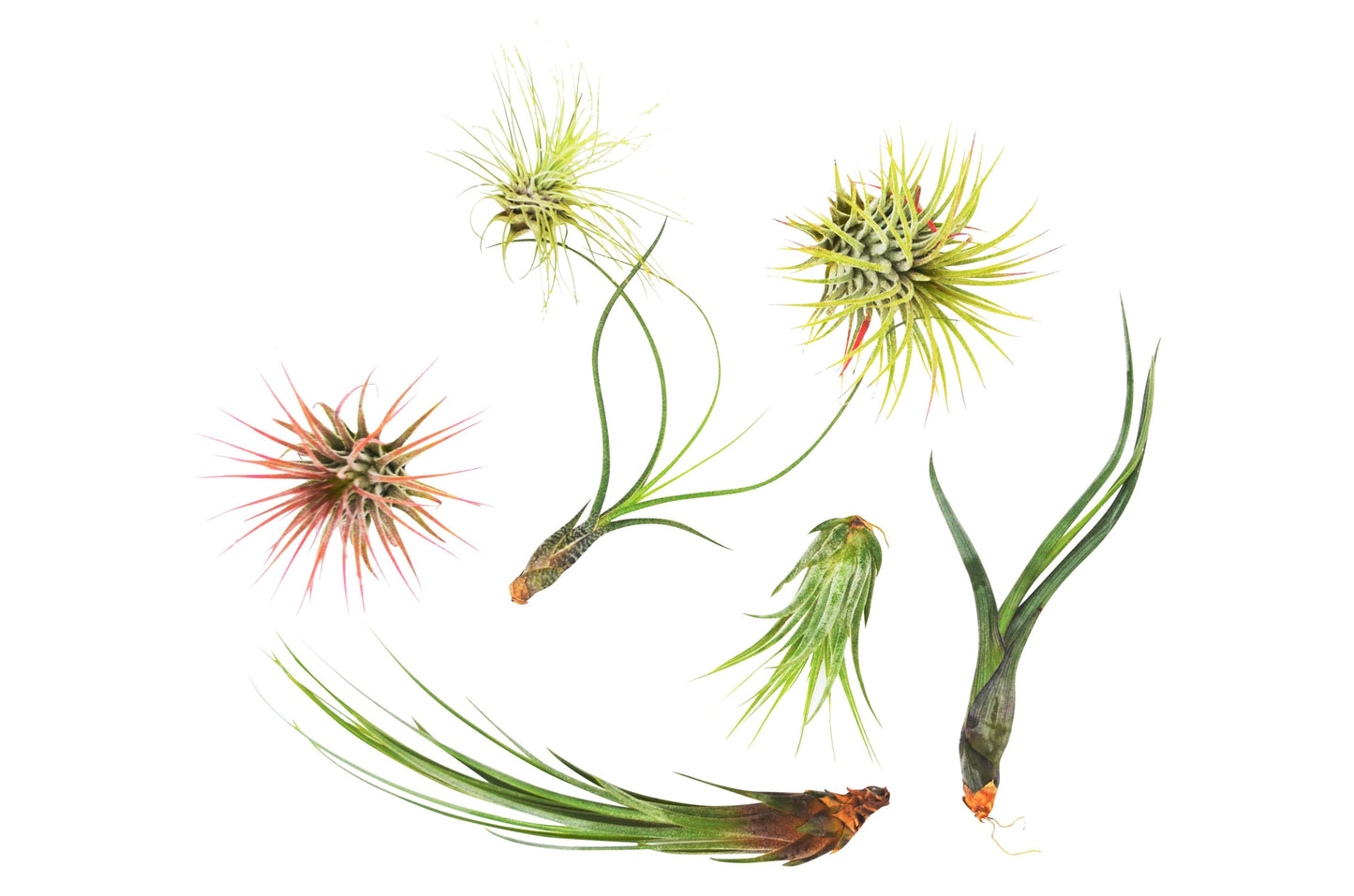 7 Tillandsia air plants variety pack with spiky green leaves and reddish tips on Tampa Home & Garden Store